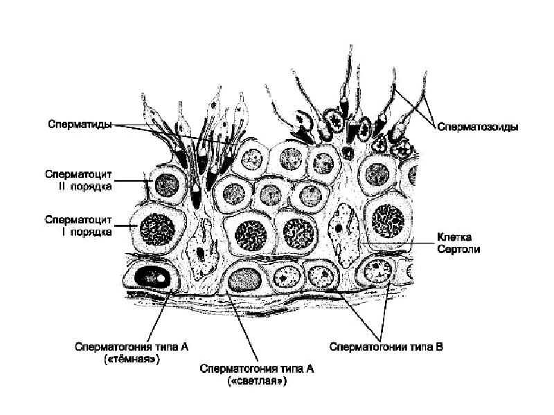 Мужская половая система гистология презентация
