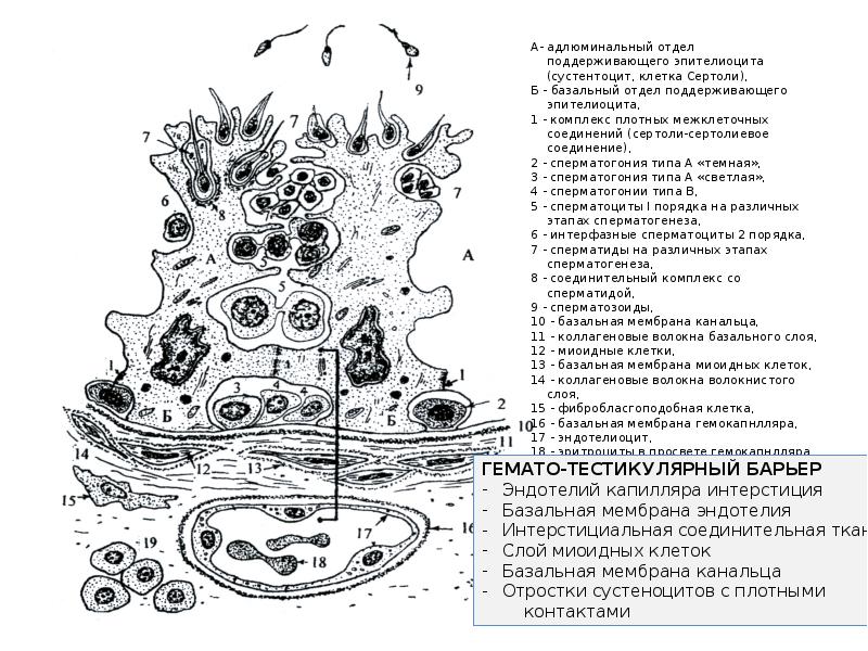 Гематотестикулярный барьер схема