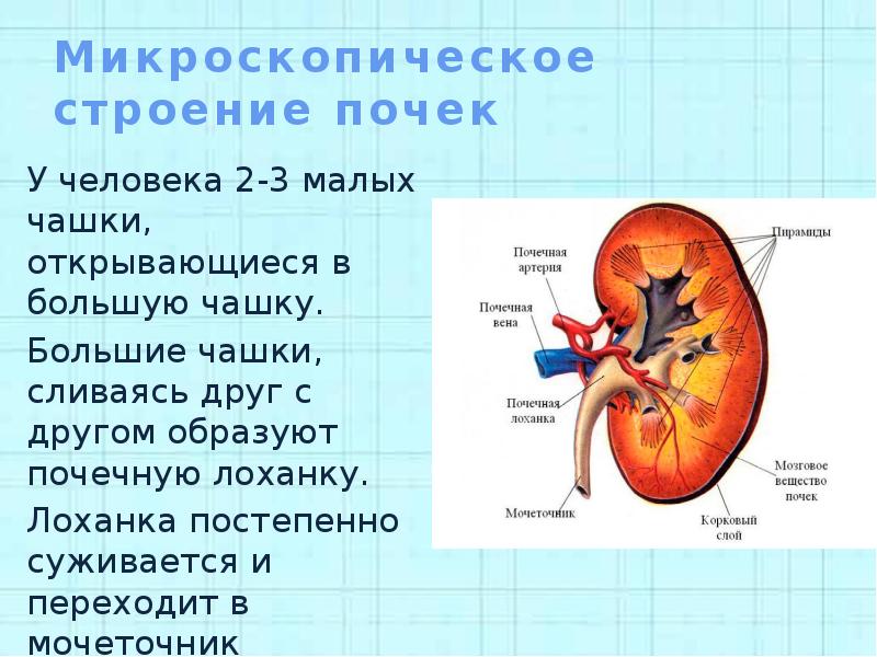 Презентация строение почек 8 класс