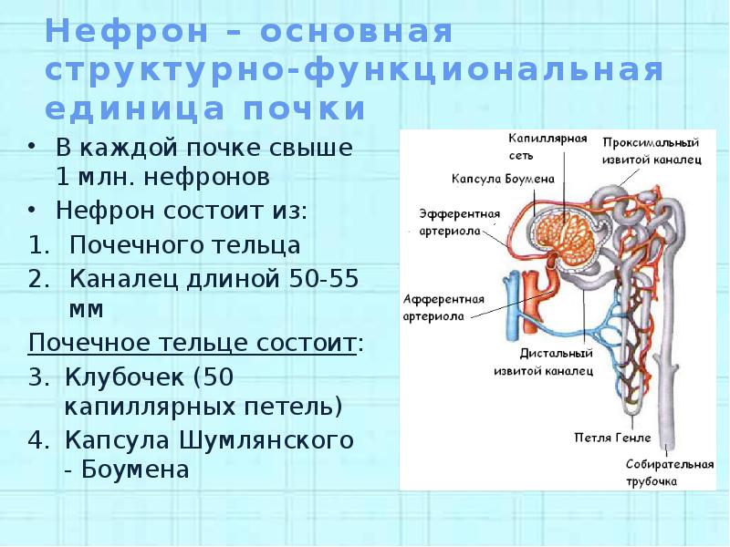 Структурно функциональная единица почки. Капсула нефрона функция. Из чего состоит нефрон. Петля нефрона. Выделительная система человека нефрон.