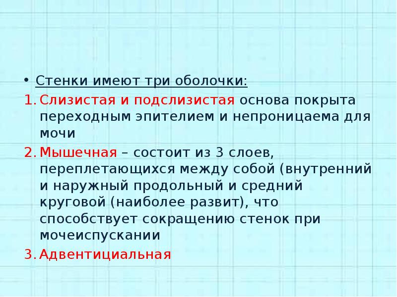 У человека основа стенок альвеол покрыта