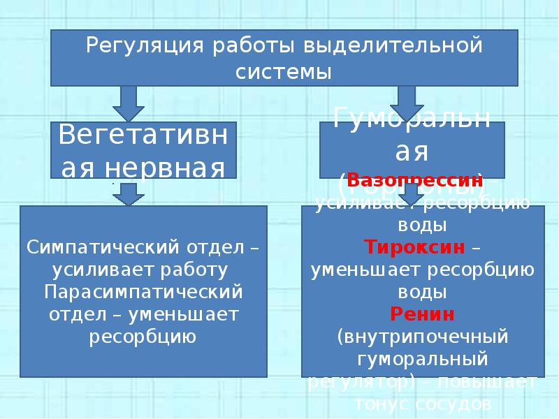 Систематика человека презентация