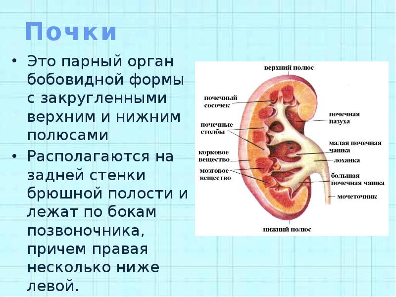 Правая почка ниже левой. Парные органы у человека список. Парные органы брюшной полости. Парный орган бобовидной формы.