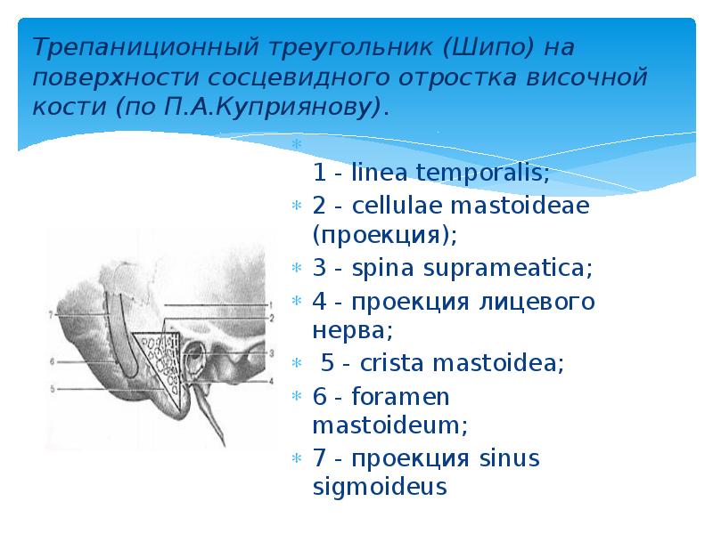 Треугольник шипо схема