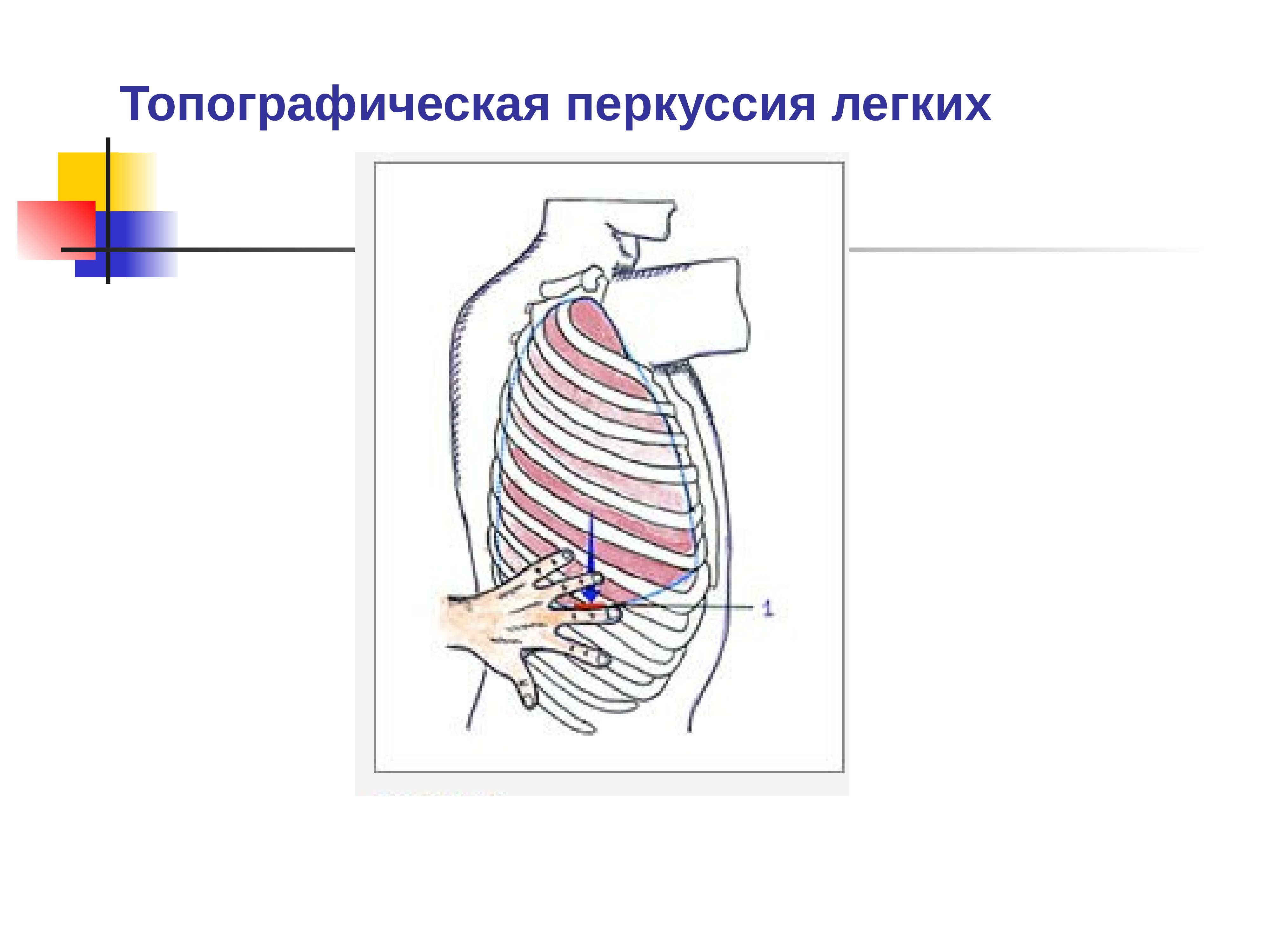 Определение стояния верхушки легкого. Топографическая перкуссия органов дыхания. Топографическая перкуссия легких гиперстеника. Топографическая перкуссия дыхательной системы. Эмфизема топографическая перкуссия.