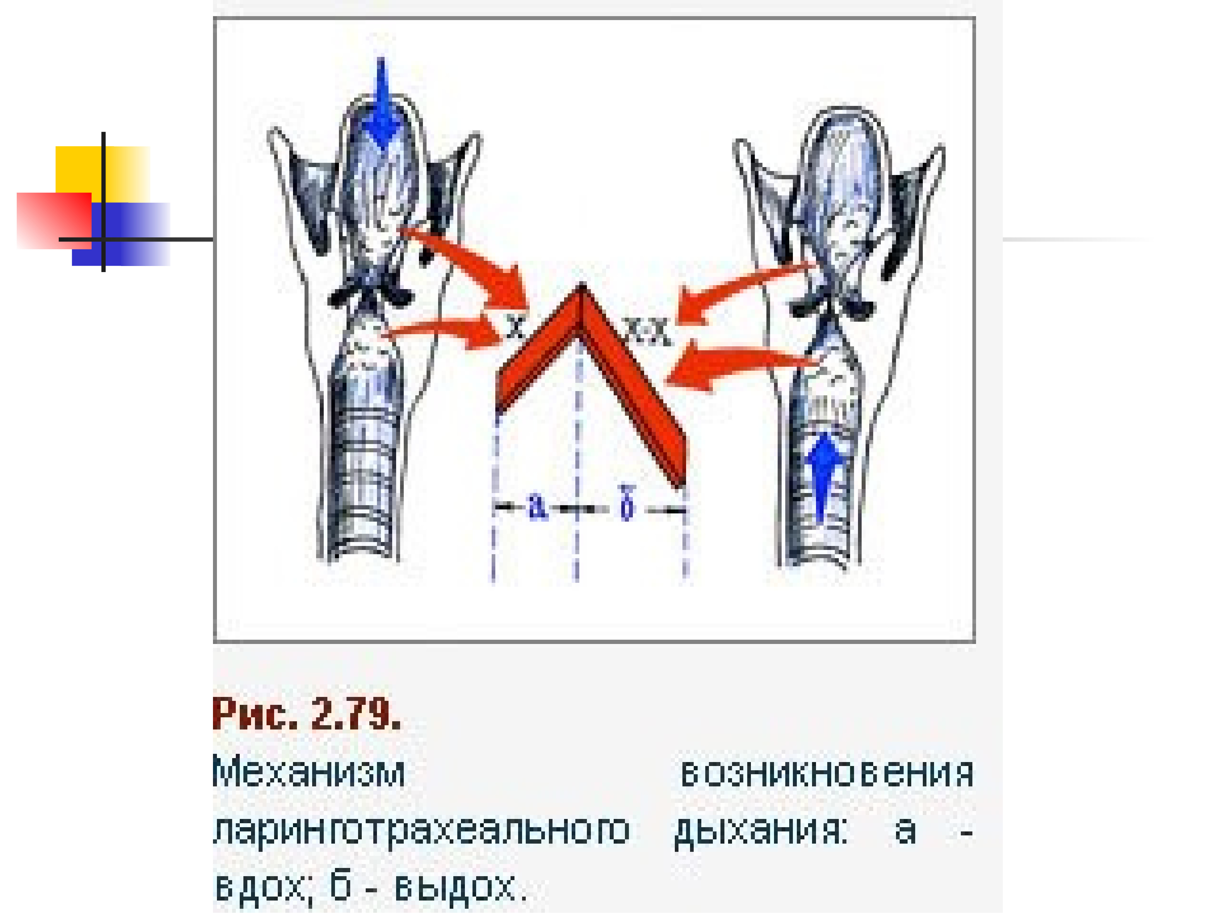 Методы исследования дыхательной системы презентация