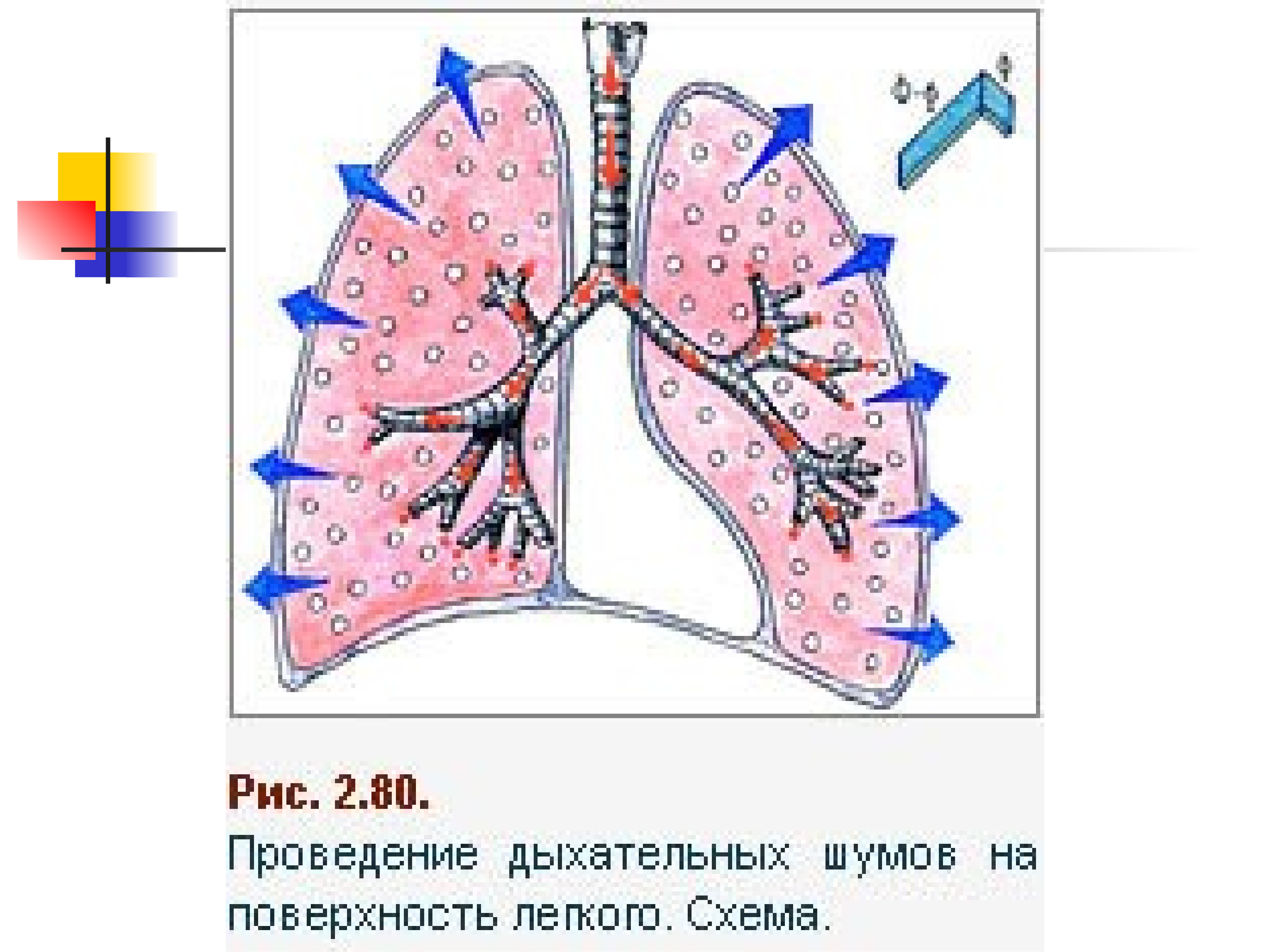 Поверхность легких образована. Исследование дыхательной системы. Методы исследования дыхательной системы. Поверхности легкого схема. Бронхиальное дыхание.