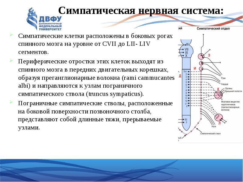 Симпатическая нервная система это. Боковой Рог спинного мозга вегетативной нервной системы. Нервные клетки симпатической нервной системы расположены в. Клетки симпатической нервной системы в спинном мозге. Нервные отростки симпатической системы.