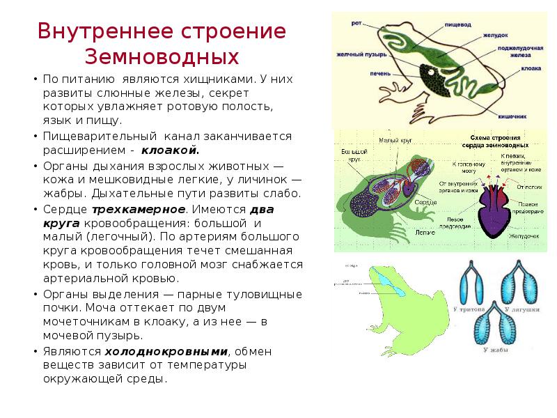 Системы органов строения земноводных