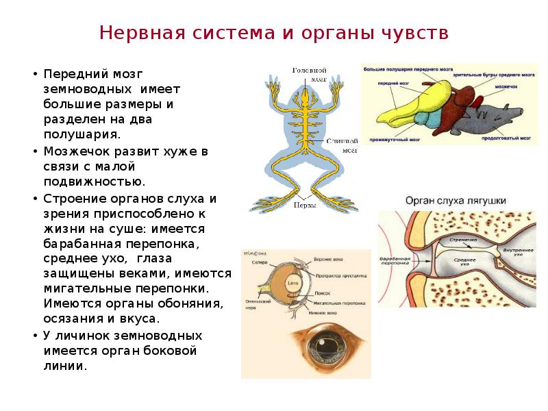 Передний мозг слабо развит. Строение органов чувств земноводных. Строение органа слуха земноводных. Нервная система и органы чувств земноводных. Передний мозг у амфибий разделен на.