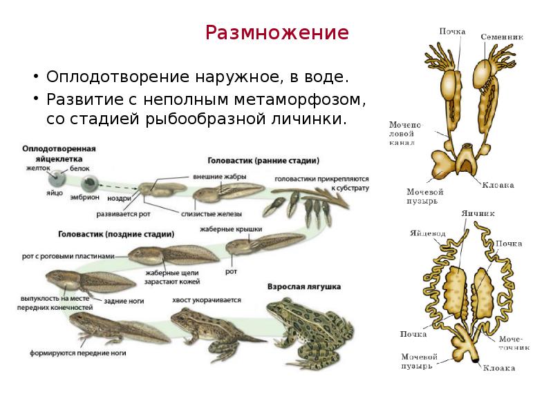 Какой тип развития у земноводных. Размножение земноводных схема. Схема развития земноводных биология 7 класс. Размножение Тип оплодотворения земноводных. Цикл развития лягушки схема.