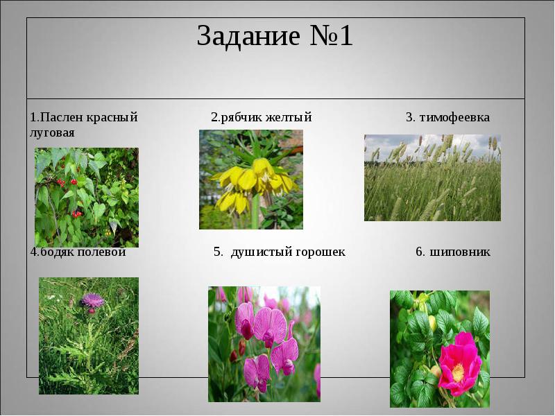 Сложноцветные относятся к семейству однодольных. Какие растения относятся к однодольным растениям. Семейства класса Однодольные 6 класс проект. Герань однодольное или двудольное растение. Сравнительная характеристика семейства класса Однодольные.