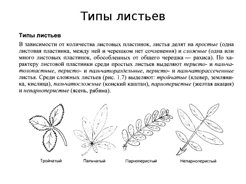 Лист типы листьев. Типы листьев. Типы листьев ботаника. Тип листа: ПАРНОПЕРИСТЫЙ. Простые листья ботаника.