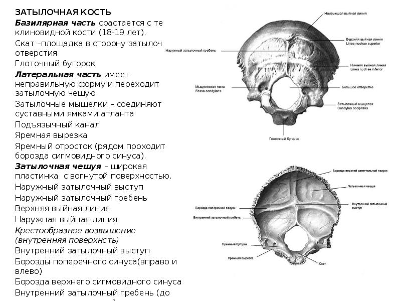 Мыщелок затылочной кости фото