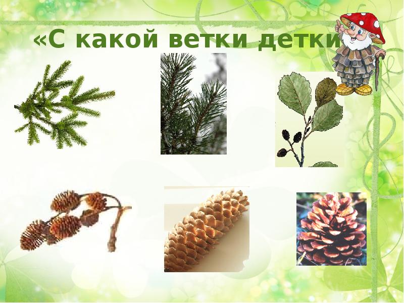 Ветка детка. С какой ветки детки. С какой ветки эти детки. Проект детки с ветки. С какой ветки детки цель.