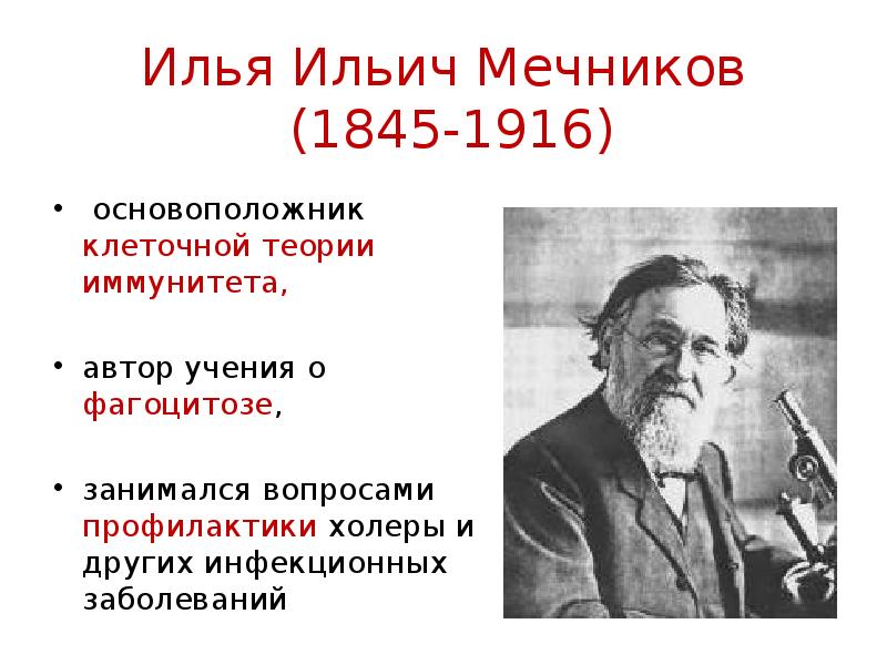 Теории иммунитета. Илья Ильич Мечников фагоцитоз. Мечников основоположник фагоцитарной теории иммунитета. Илья Мечников теория иммунитета. Илья Ильич Мечников учение о фагоцитозе.