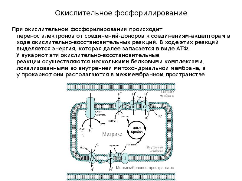 Окислительное фосфорилирование  При окислительном фосфорилировании происходит перенос&nbsp;электронов&nbsp;от&nbsp;соединений-доноров&nbsp;к&nbsp;соединениям-акцепторам&nbsp;в ходе окислительно-восстановительных реакций.