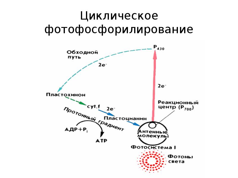 Циклическое фотофосфорилирование