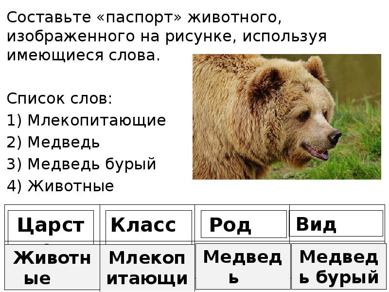 Окончание слова медведь