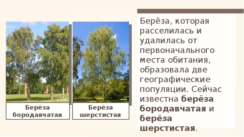 Известно что березы деревья также известно. Место обитания березы. Берёза шерстистая. Популяция вид берёзы. Мпсто обитания берёзы?.