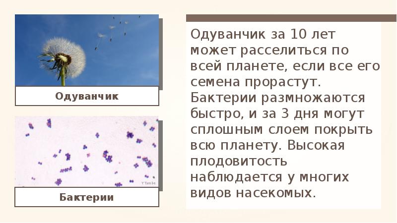 Как расселяются растения. Расселяются вместе со своими хозяевами. Расселяются вместе со своими хозяевами. Как растения расселяются на новые места задание начальная школа. Расселяются вместе со своими хозяевами.