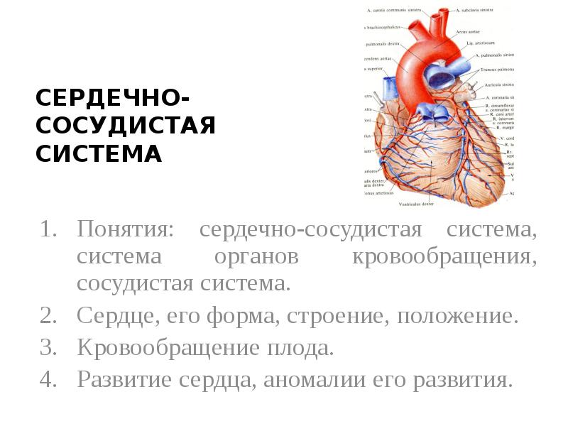 Сердечное кровообращение. Сердечно сосудистая ткань. Положение и строение сердца. Сердце положение строение функции. Развитие сердца аномалии положения и строения сердца.