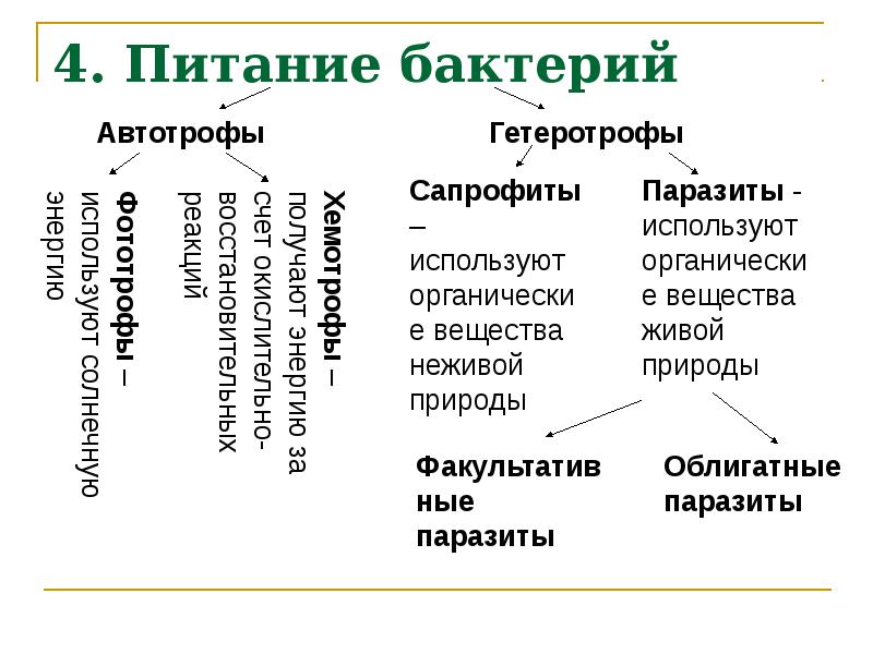 Классификация бактерий микробиология схема