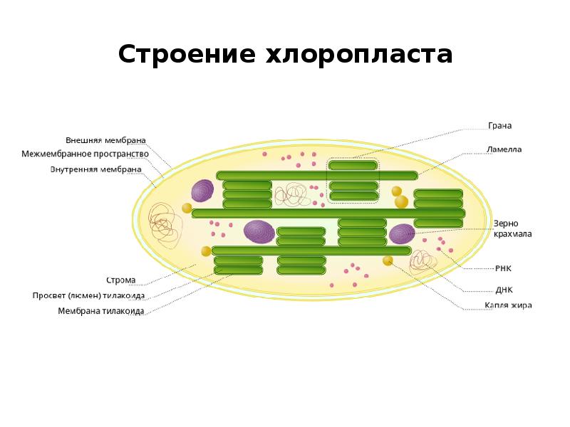 Строение хлоропласта рисунок