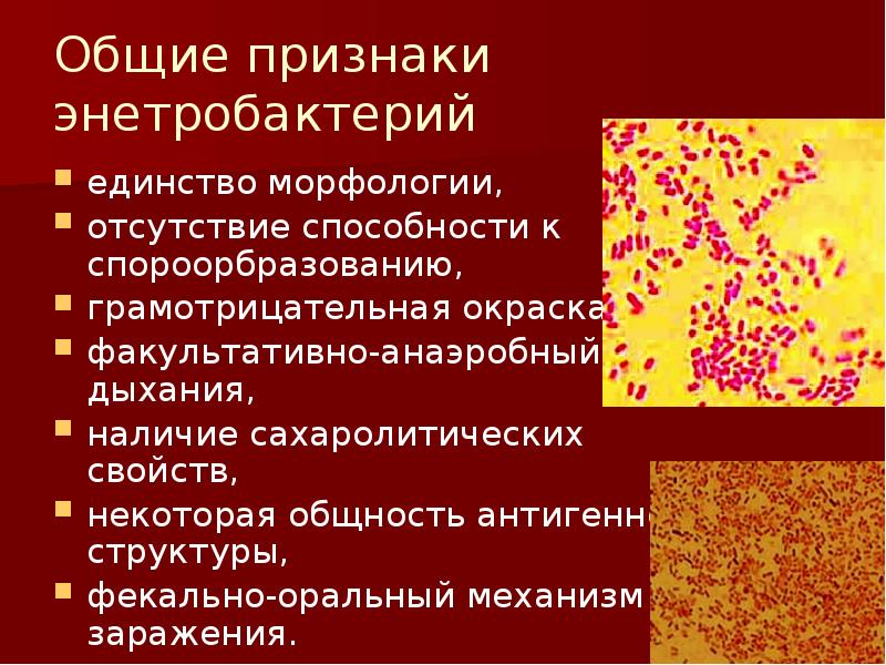 Чума кровяная инфекция