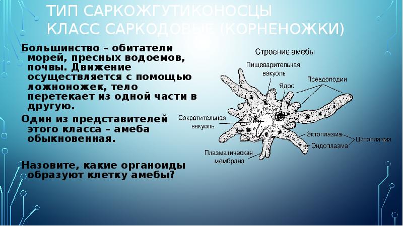 Каких животных объединяют в группу корненожки составьте план ответа