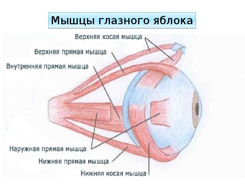 Строение глаза и мозга