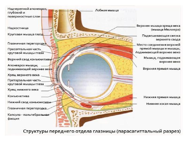 Передняя камера глаза на фото