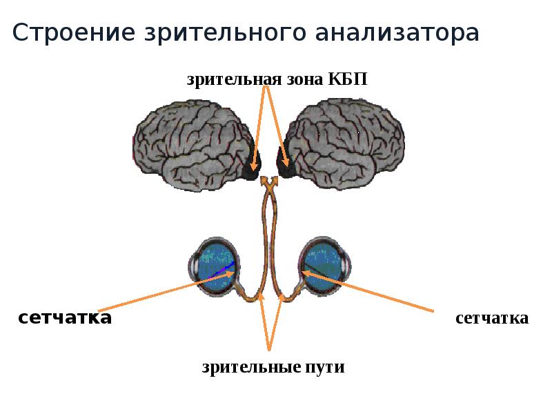 Схема зрительного анализатора анатомия