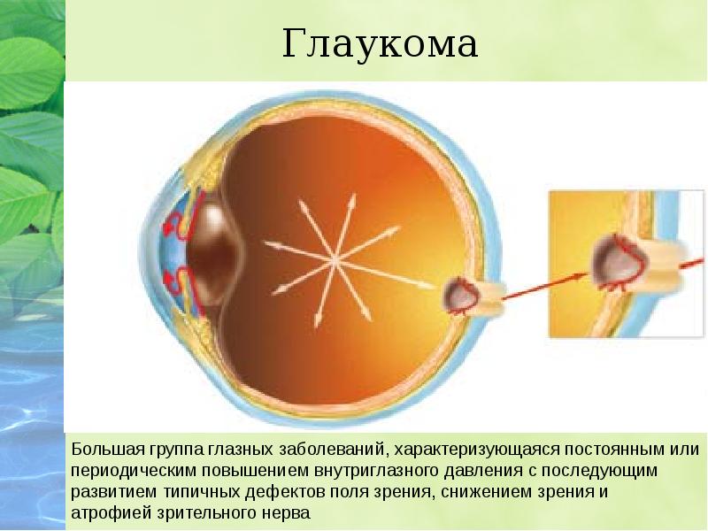 Проект строение глаза