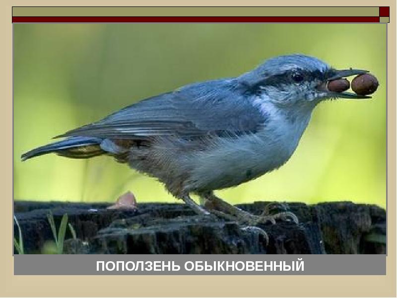 Голубой воробей. Поползни Воробьинообразные. Голубые поползни. Поползень обыкновенный окружающий мир. Птица с коротким хвостом.