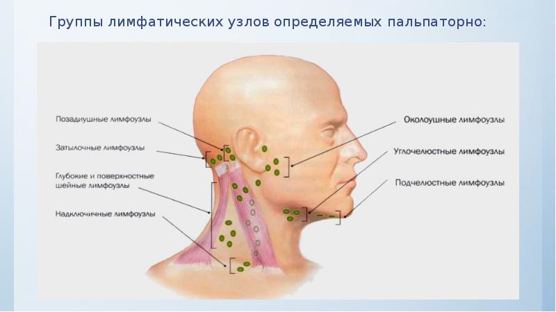 Группы лимфатических узлов определяемых пальпаторно: Группы лимфатических узлов определяемых пальпаторно: