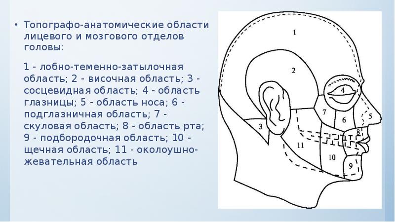 Топографо-анатомические области лицевого и мозгового отделов головы: Топографо-анатомические области лицевого и