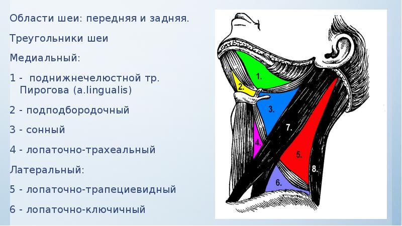 Области шеи: передняя и задняя. Области шеи: передняя и задняя. Треугольники