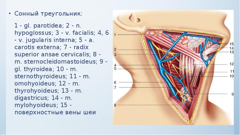 Сонный треугольник шеи ограничен