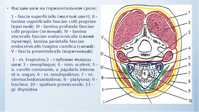 Фасции шеи на горизонтальном срезе: Фасции шеи на горизонтальном срезе: 