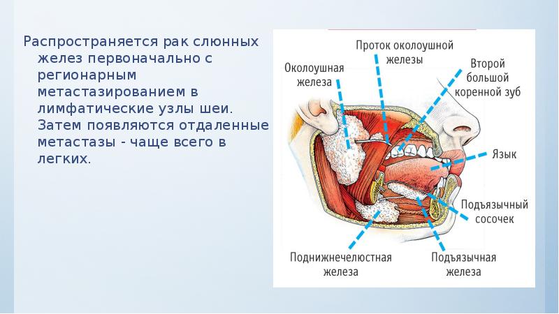 Презентация по топографической анатомии