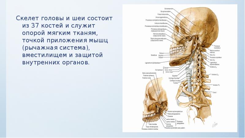 Клиническая анатомия головы презентация