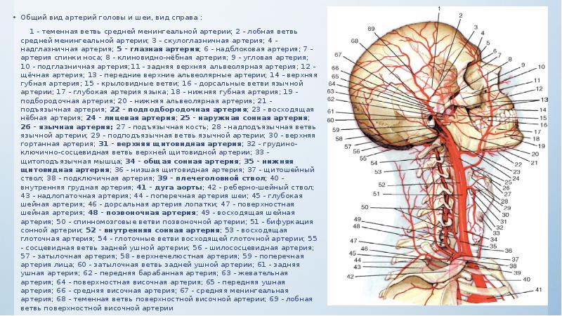 Артерии и вены головы и шеи анатомия презентация