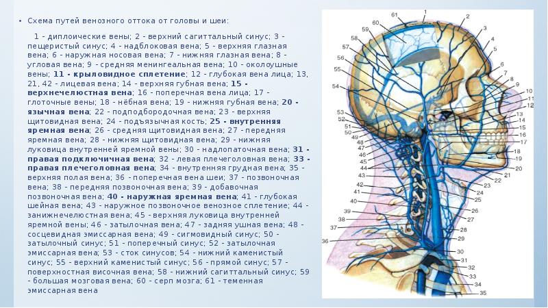 Схема путей венозного оттока от головы и шеи: Схема путей венозного
