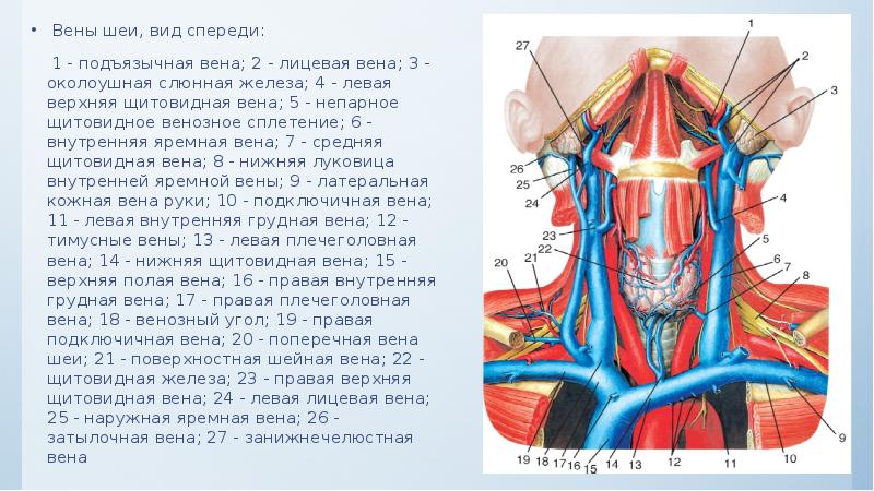&nbsp;Вены шеи, вид спереди: &nbsp;Вены шеи, вид спереди:   1