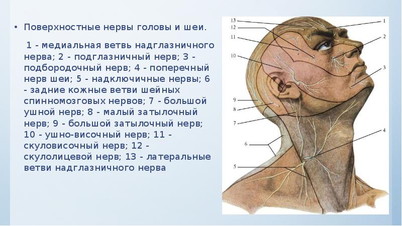 Поверхностные нервы головы и шеи.  Поверхностные нервы головы и шеи.