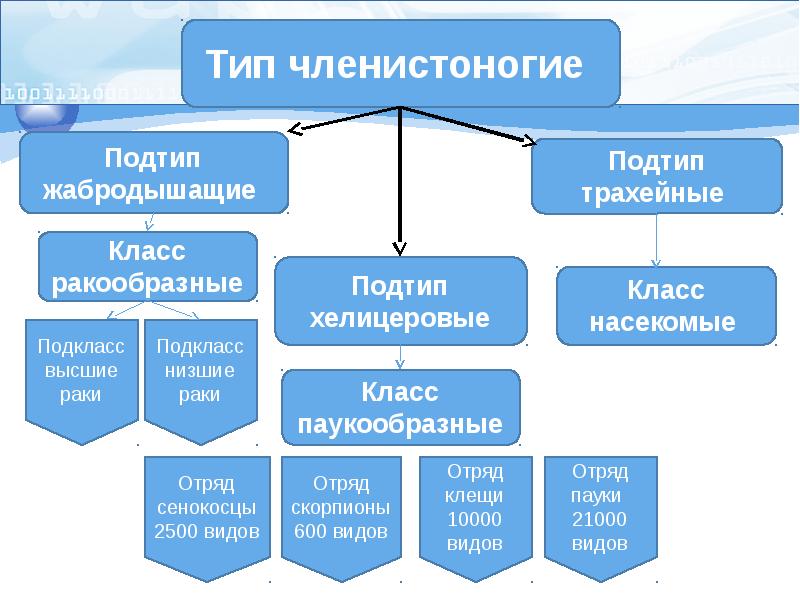 Членистоногие классификация схема