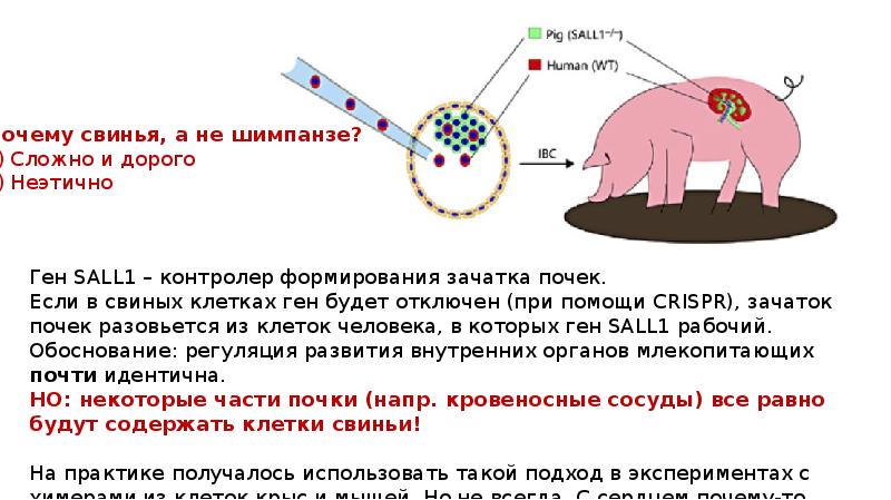 Crispr cas9 презентация