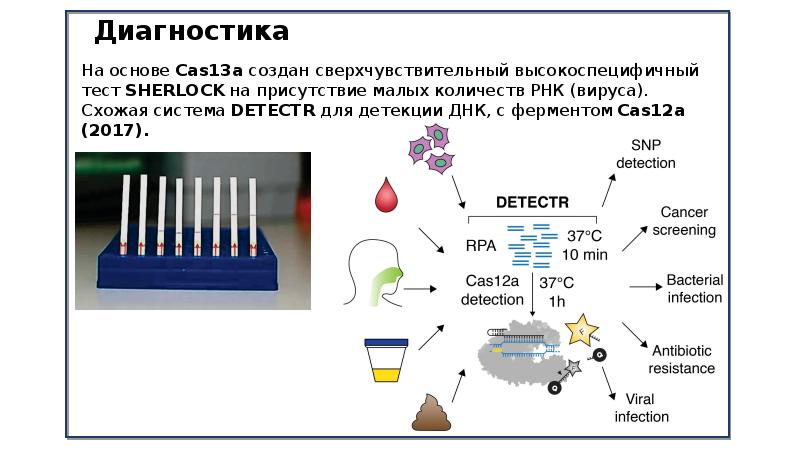 Система 9. CRISPR/cas9 для презентации. Детекция РНК вируса. CRISPR CAS система распознавание вируса. CAS 13.