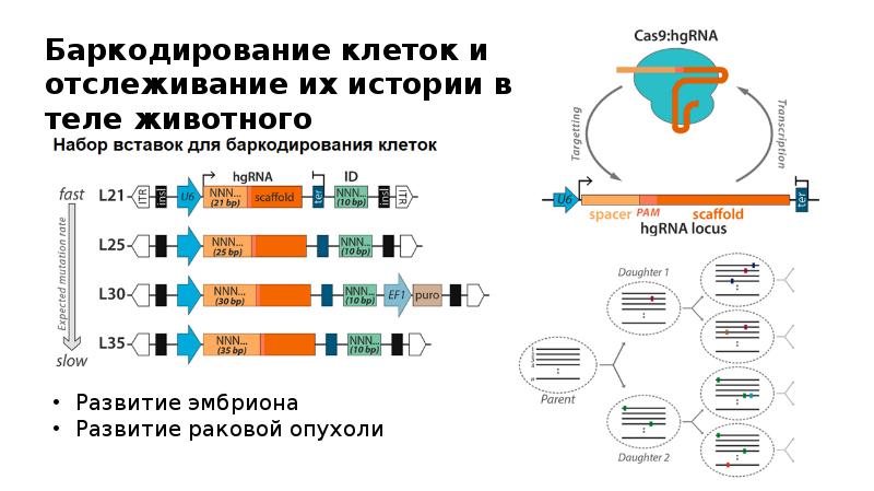 Crispr cas9 технология презентация